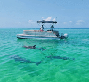 pontoon boat dolphins in water