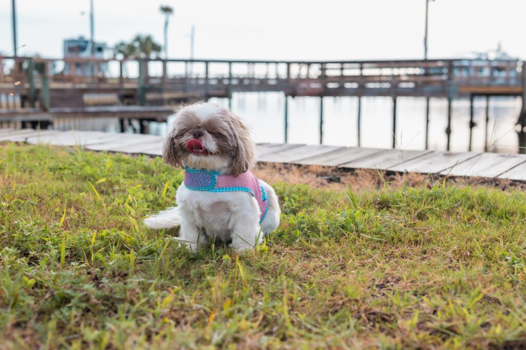 dog at campground