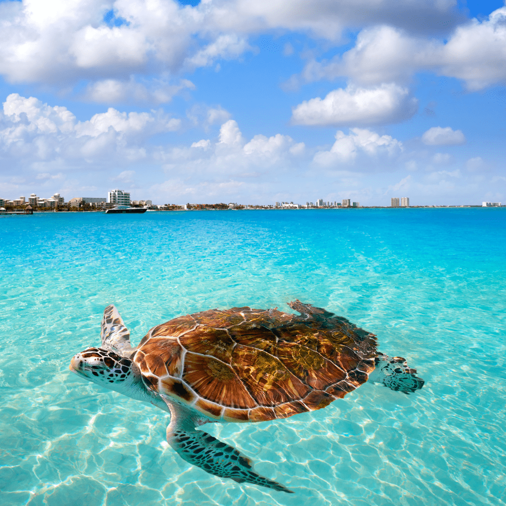 turtle in water