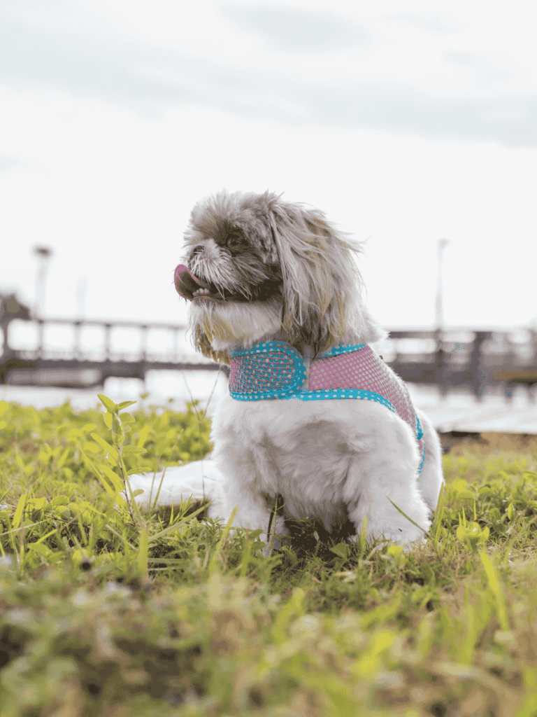 dog sitting on grass